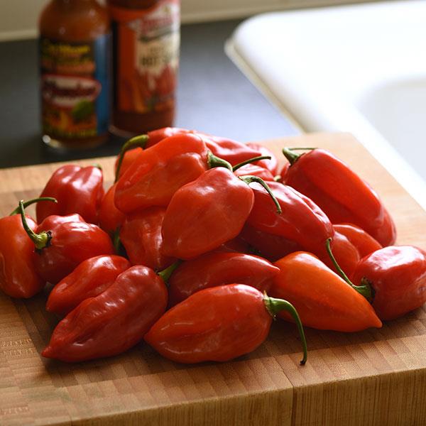 Pepper Primero Red Container