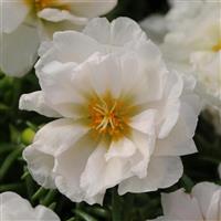 Happy Hour™ Coconut Portulaca Bloom