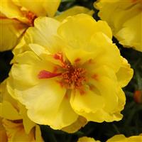 Happy Hour™ Lemon Portulaca Bloom