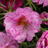 Happy Hour™ Peppermint Portulaca Bloom
