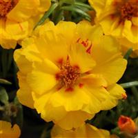 Happy Hour™ Banana Portulaca Bloom