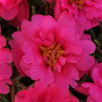 Happy Trails™ Fuchsia Portulaca Bloom
