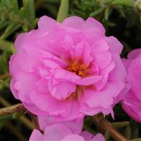 Happy Trails™ Pink Portulaca Bloom