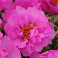 Happy Trails™ Rosita Portulaca Bloom
