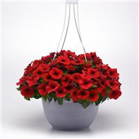 E3 Easy Wave® Red Spreading Petunia Basket
