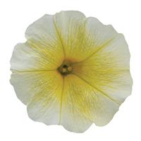 E3 Easy Wave® Yellow Spreading Petunia Bloom