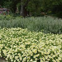 E3 Easy Wave® Yellow Spreading Petunia Commercial Landscape 1
