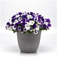 E3 Easy Wave® Deja Vu Mixture Spreading Petunia Container