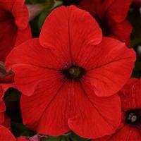 Ez Rider® Red Petunia Bloom
