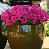 Ez Rider® Rose Petunia Container