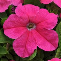 Ez Rider® Deep Pink Petunia Bloom