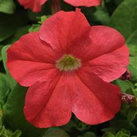 Ez Rider® Deep Salmon Petunia Bloom