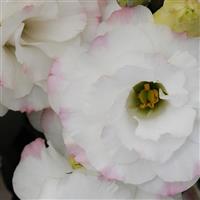 ABC™ 1 Rose Rim Lisianthus Bloom