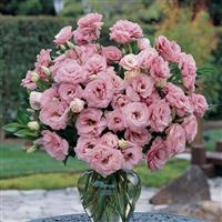 ABC™ 1 Deep Rose Lisianthus Container