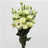 ABC™ 1 Green Lisianthus Cutflower