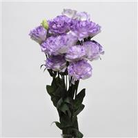 ABC™ 1 Misty Blue Lisianthus Cutflower