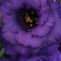 ABC™ 2 Blue Lisianthus Bloom