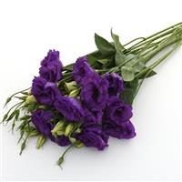 ABC™ 2 Blue Lisianthus Grower Bunch