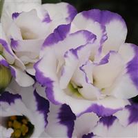 ABC™ 2 Blue Rim Lisianthus Bloom