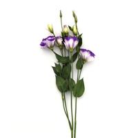 ABC™ 2 Blue Rim Lisianthus Single Stem, White Background