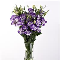 ABC™ 2 Blue Rim Lisianthus Mono Vase, White Background