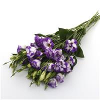 ABC™ 2 Blue Rim Lisianthus Grower Bunch