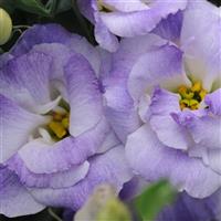 ABC™ 2 Misty Blue Lisianthus Bloom