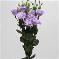 ABC™ 2 Misty Blue Lisianthus Cutflower