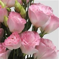 ABC™ 2 Misty Pink Lisianthus Bloom