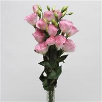 ABC™ 2 Misty Pink Lisianthus Cutflower
