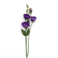 ABC™ 3 Purple Lisianthus Single Stem, White Background