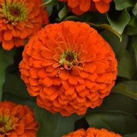 Zesty™ Orange Zinnia Bloom