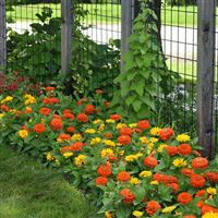 Zesty™ Orange Zinnia Commercial Landscape 1