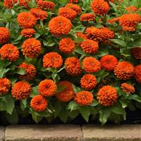 Zesty™ Orange Zinnia Commercial Landscape 2