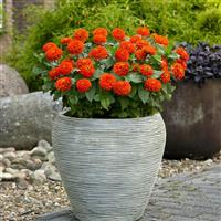 Zesty™ Orange Zinnia Container