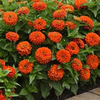 Zesty™ Orange Zinnia Landscape