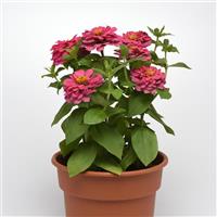 Zesty™ Pink Zinnia Container