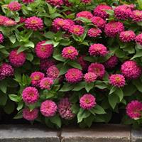 Zesty™ Pink Zinnia Landscape