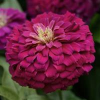 Zesty™ Purple Zinnia Bloom