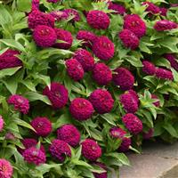 Zesty™ Purple Zinnia Commercial Landscape 3