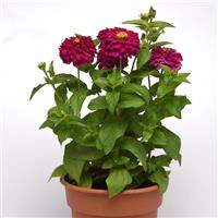 Zesty™ Purple Zinnia Container
