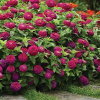 Zesty™ Purple Zinnia Landscape
