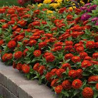 Zesty™ Scarlet Zinnia Commercial Landscape 1