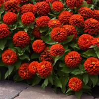 Zesty™ Scarlet Zinnia Landscape