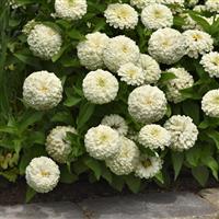 Zesty™ White Zinnia Landscape