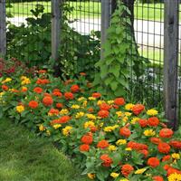 Zesty™ Yellow Zinnia Commercial Landscape 1