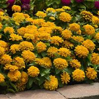 Zesty™ Yellow Zinnia Commercial Landscape 2