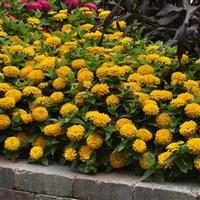 Zesty™ Yellow Zinnia Landscape