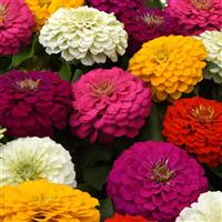Zesty™ Mixture Zinnia Bloom