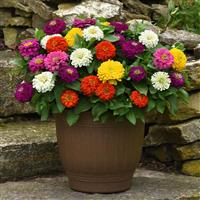 Zesty™ Mixture Zinnia Container